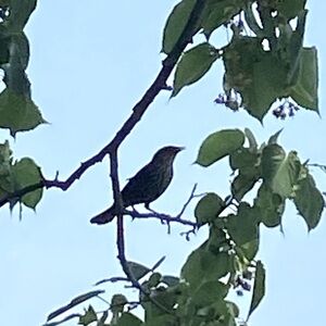 Meet your Posher, Kristana